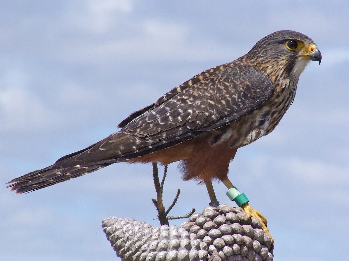 NZ Birds of Prey, NZ Falcon, Harrier