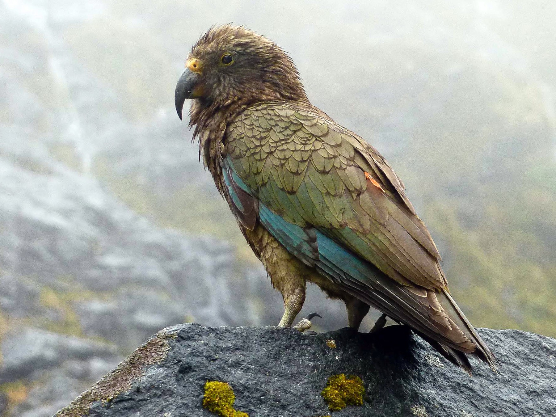 Kea - Eric VanderWerf