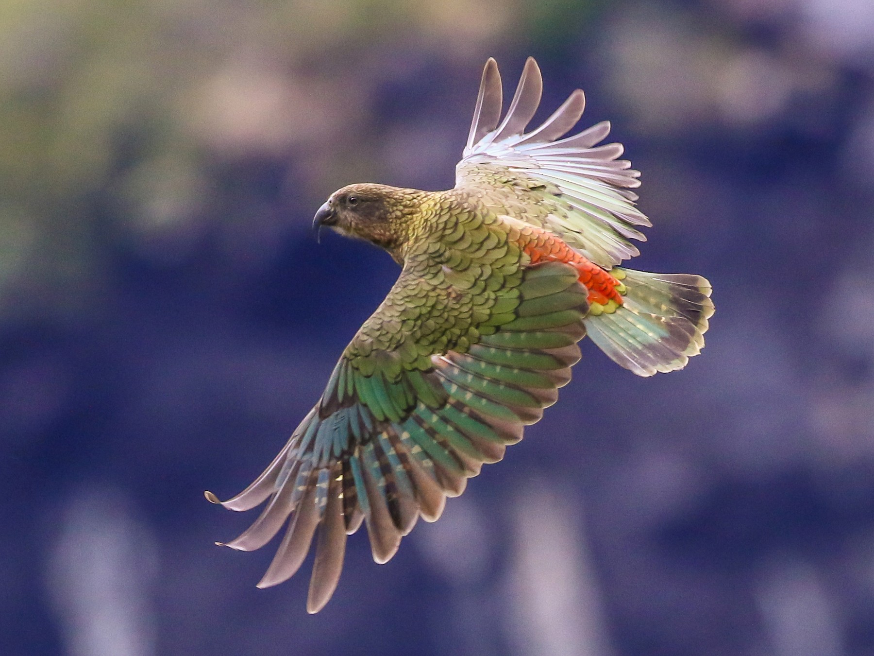 Kea parrot deals