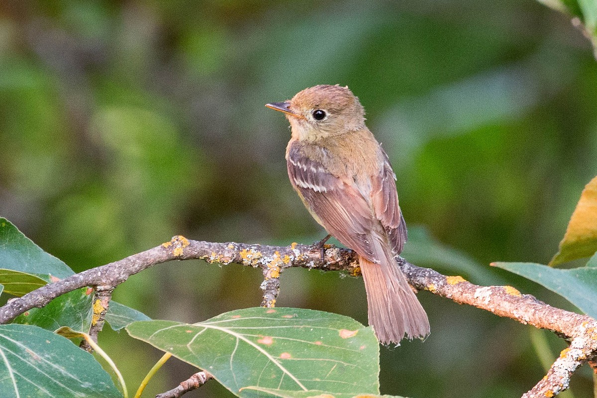 Western Flycatcher (Pacific-slope) - Tanner Martin