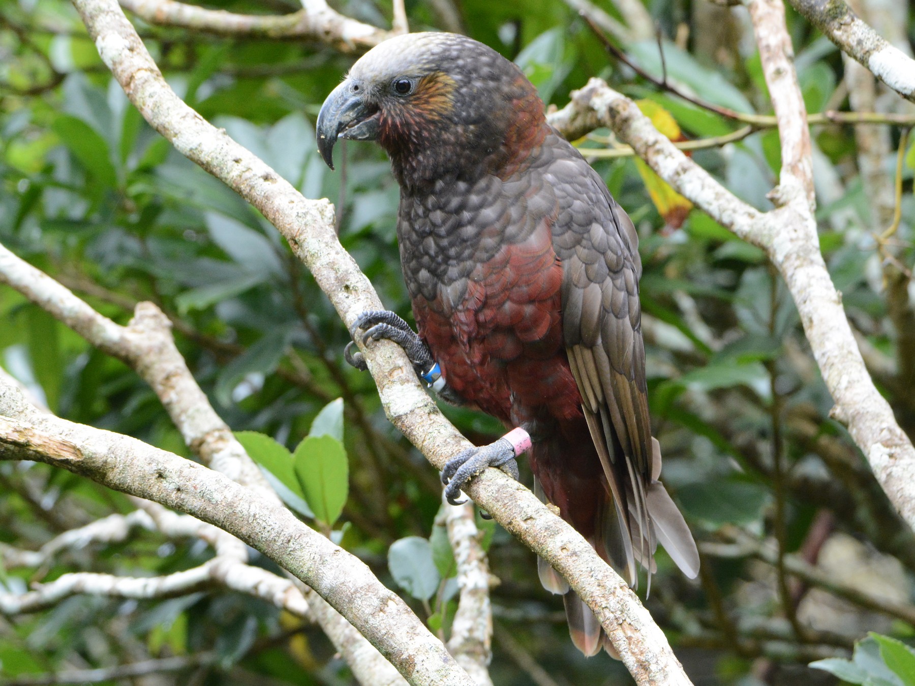 New Zealand Kaka - eBird