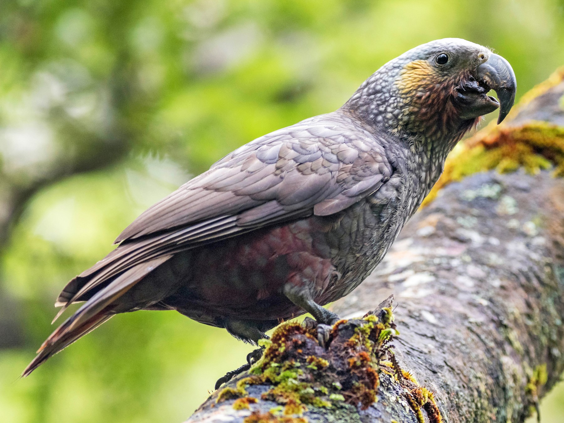 New Zealand Kaka - Peter Taylor