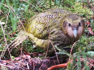  - Kakapo