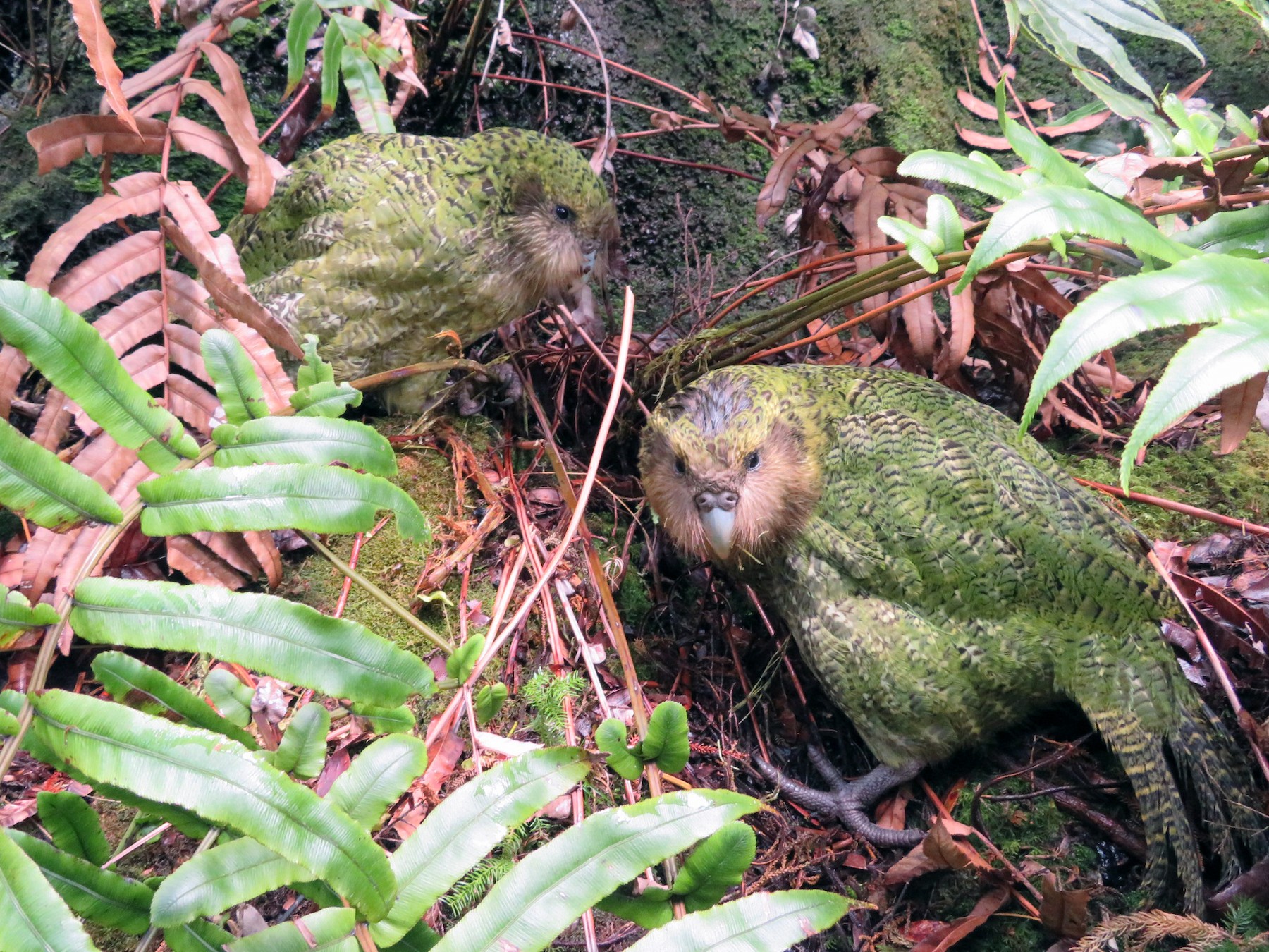 Kakapo - Maggie Evans