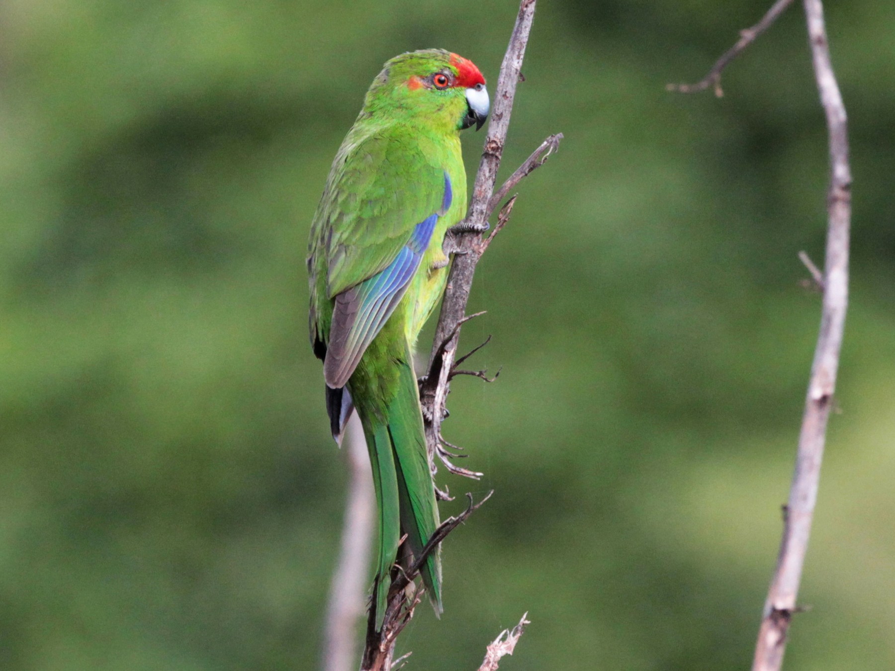 Red-crowned Parakeet - Corey Callaghan