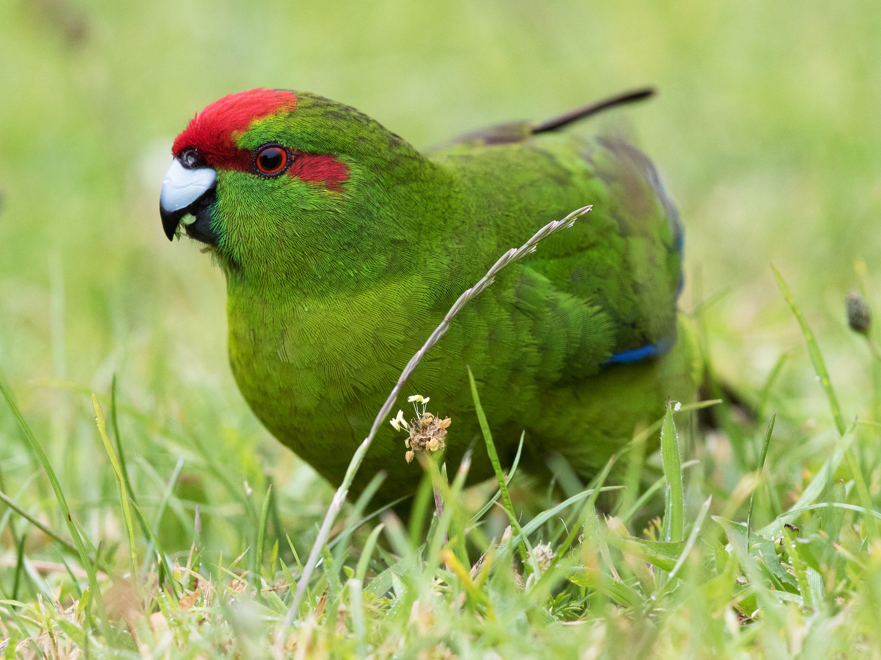 Red-crowned Parakeet - Stefan Hirsch