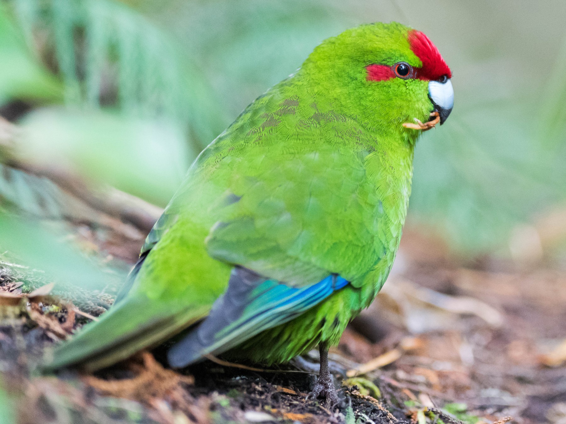 Red-crowned Parakeet - Peter Taylor