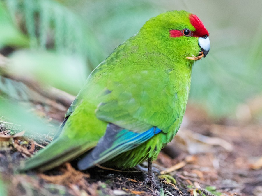 red parakeet