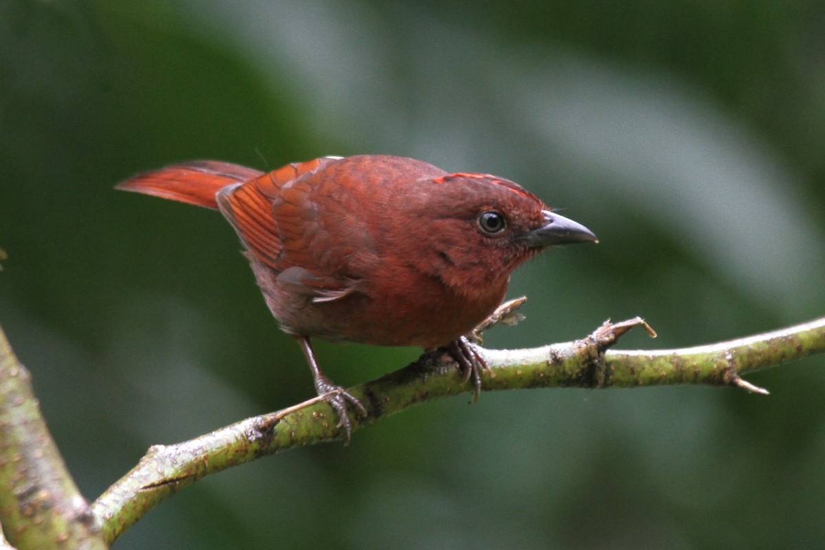 Red-crowned Ant-Tanager - Laura Keene