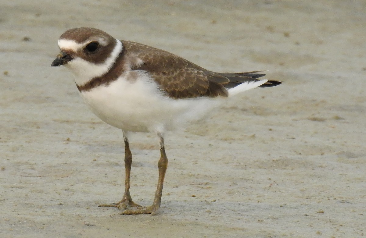 Semipalmated Plover - ML110154431