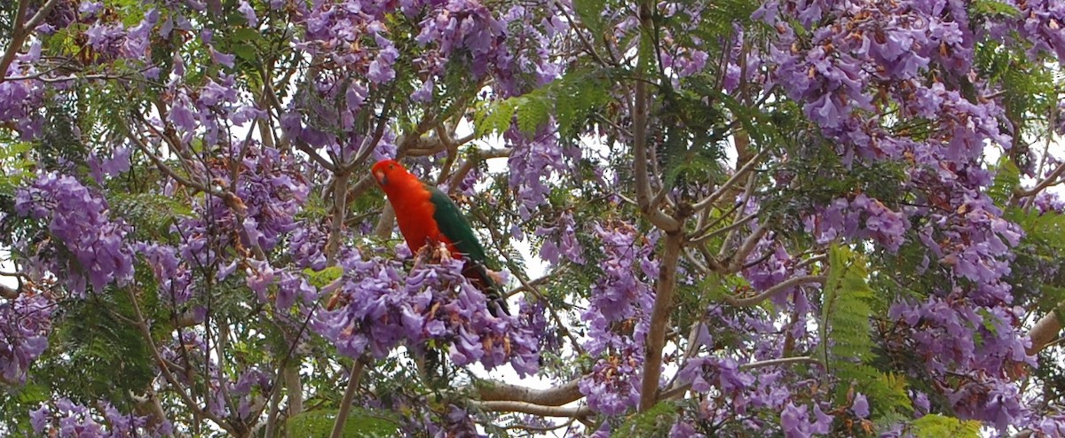 Australian King-Parrot - James McNamara