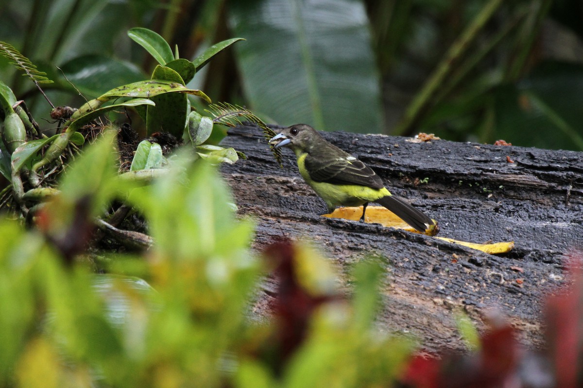 Flame-rumped Tanager - Laura Keene
