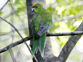  - Yellow-crowned Parakeet