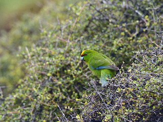 - Yellow-crowned Parakeet