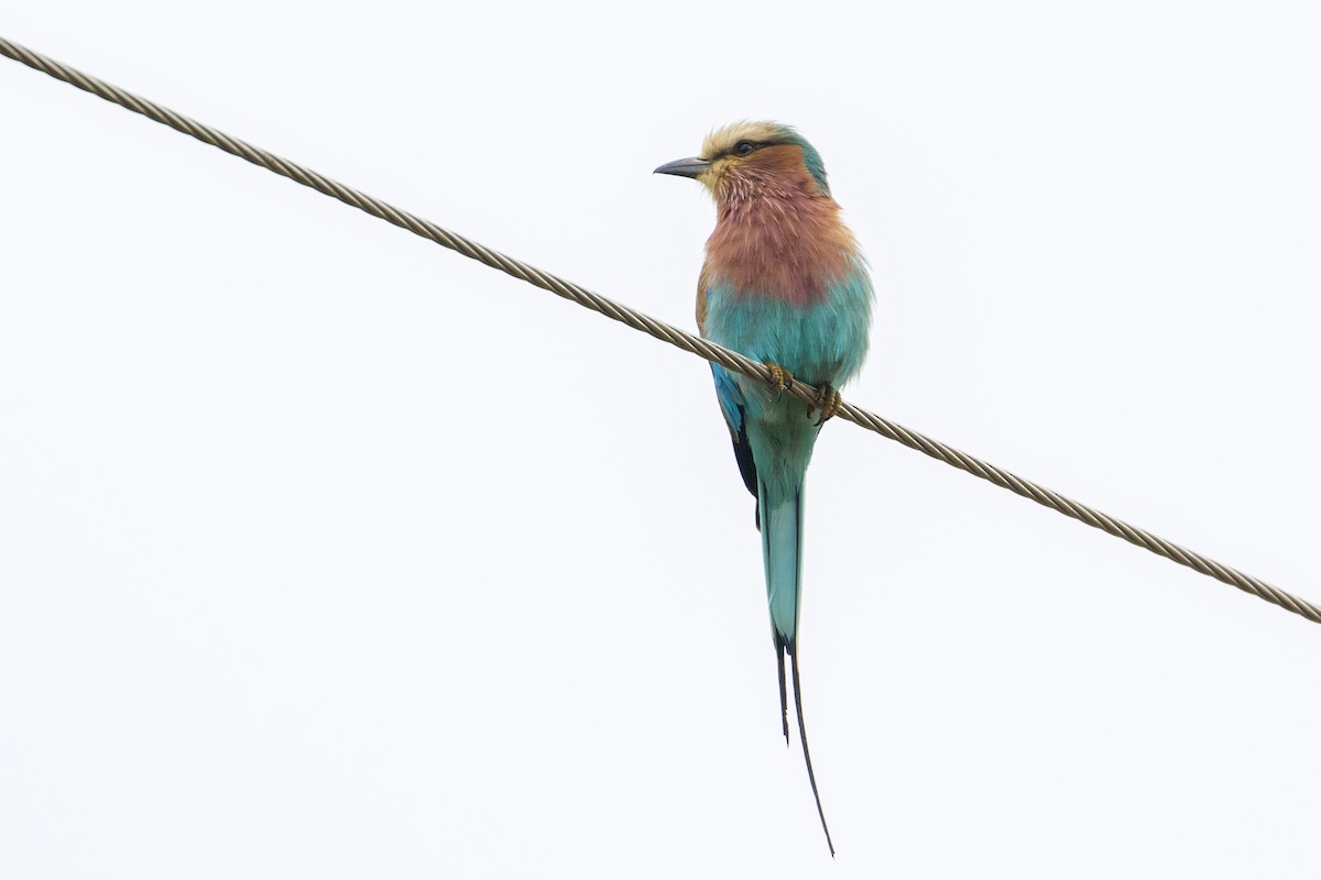 Lilac-breasted Roller - ML110155811