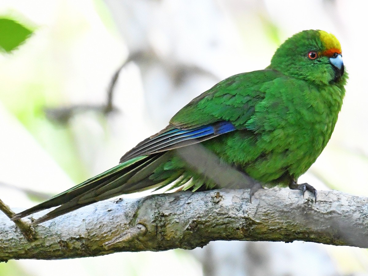 Malherbe's Parakeet - Cyanoramphus malherbi - Birds of the World