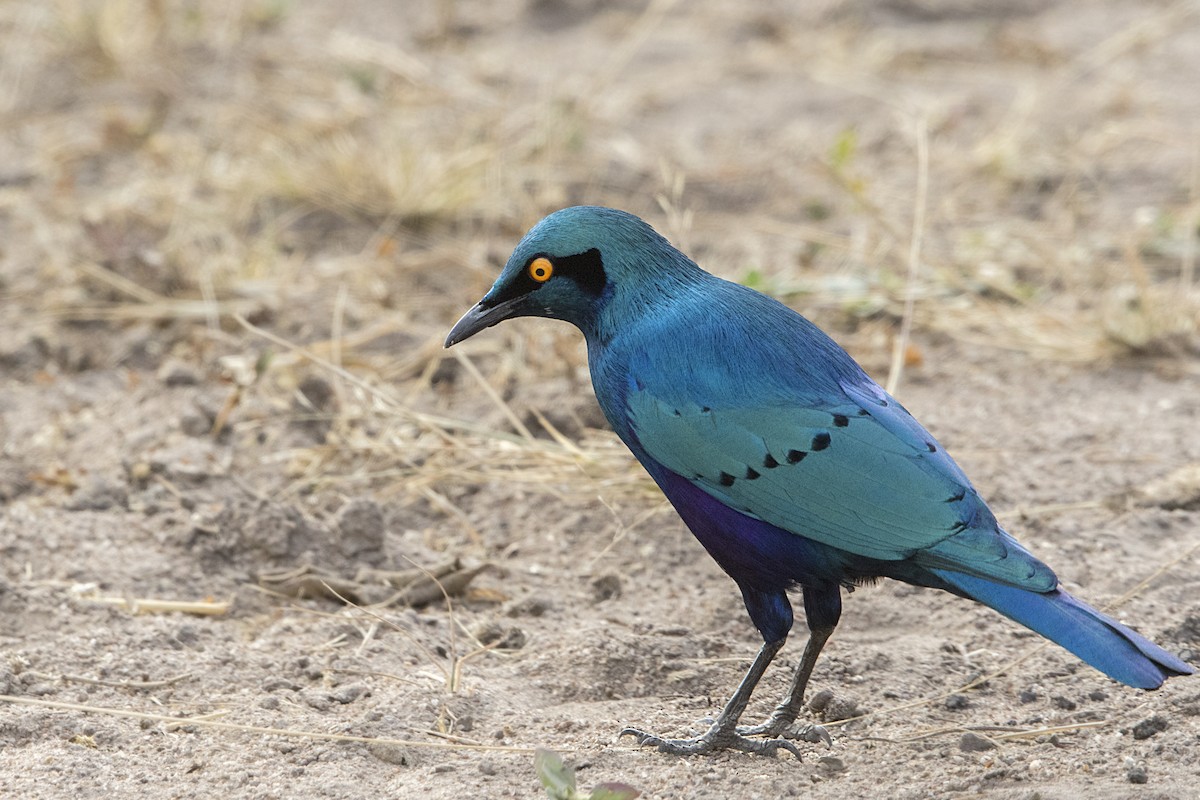 Greater Blue-eared Starling - ML110155901