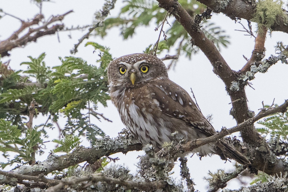 Pearl-spotted Owlet - ML110156181