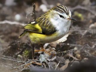 ミドリイワサザイ - eBird