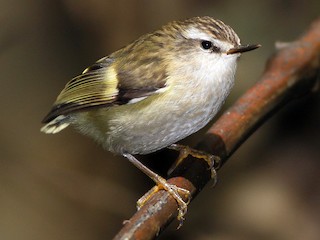ミドリイワサザイ - eBird