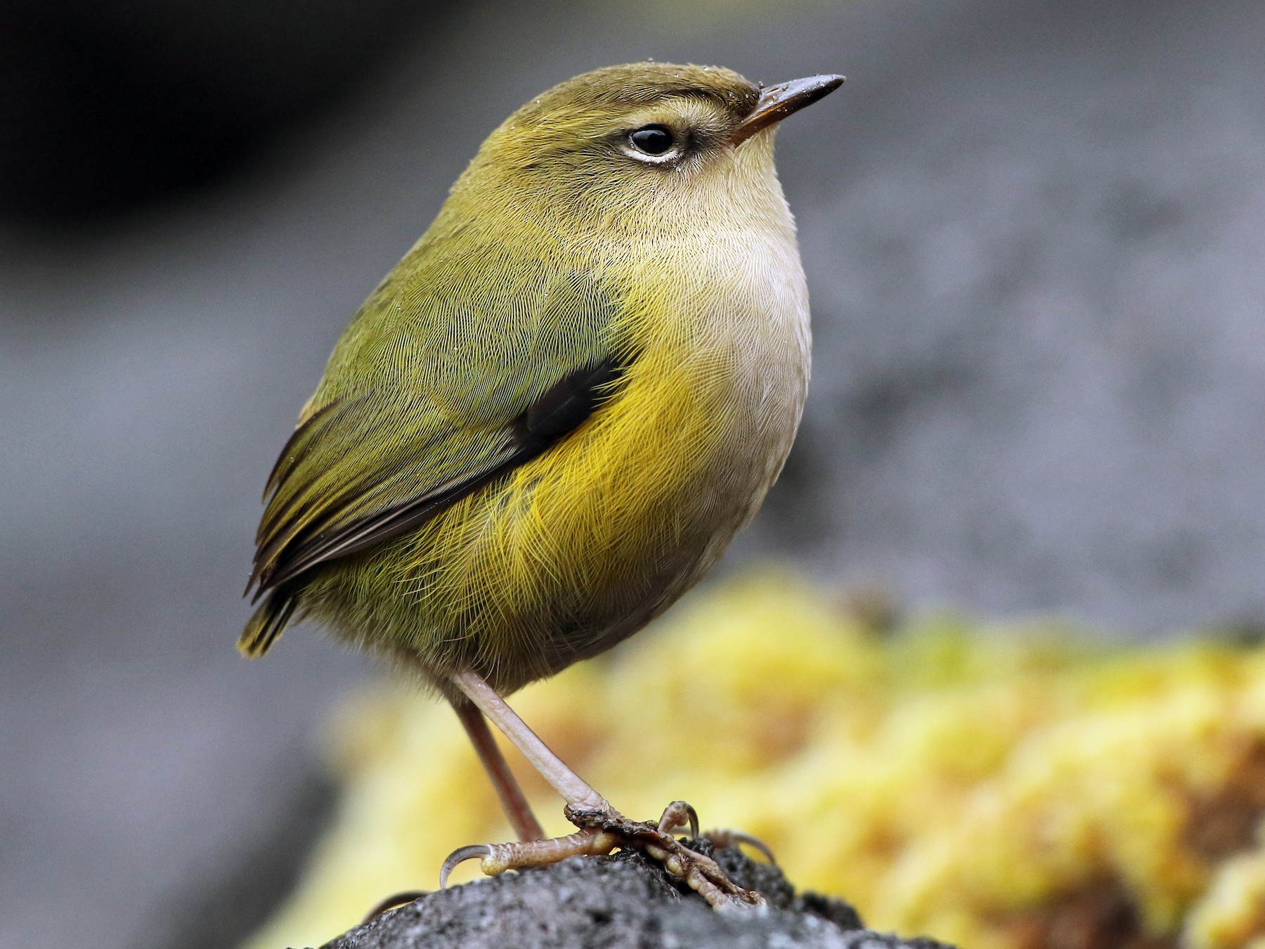 South Island Wren - Luke Seitz