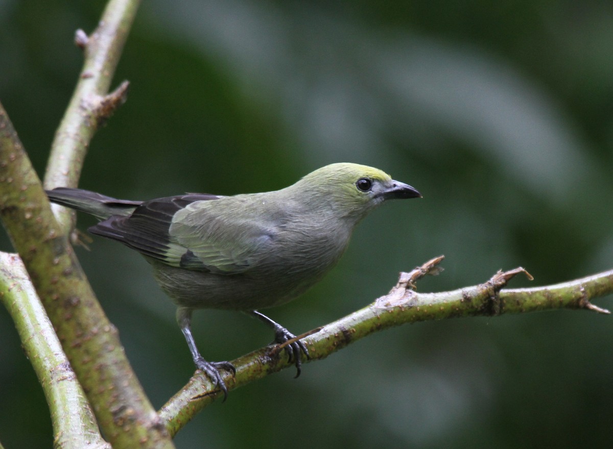 Palm Tanager - Laura Keene