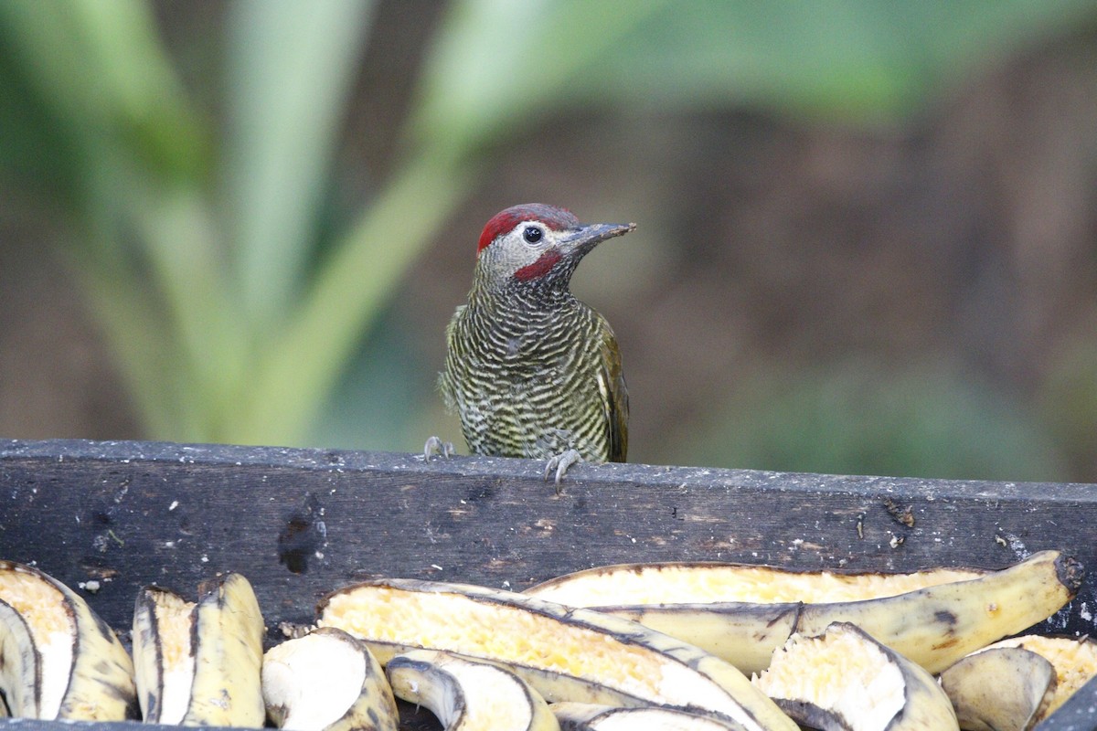 Golden-olive Woodpecker - Gavin McKinnon