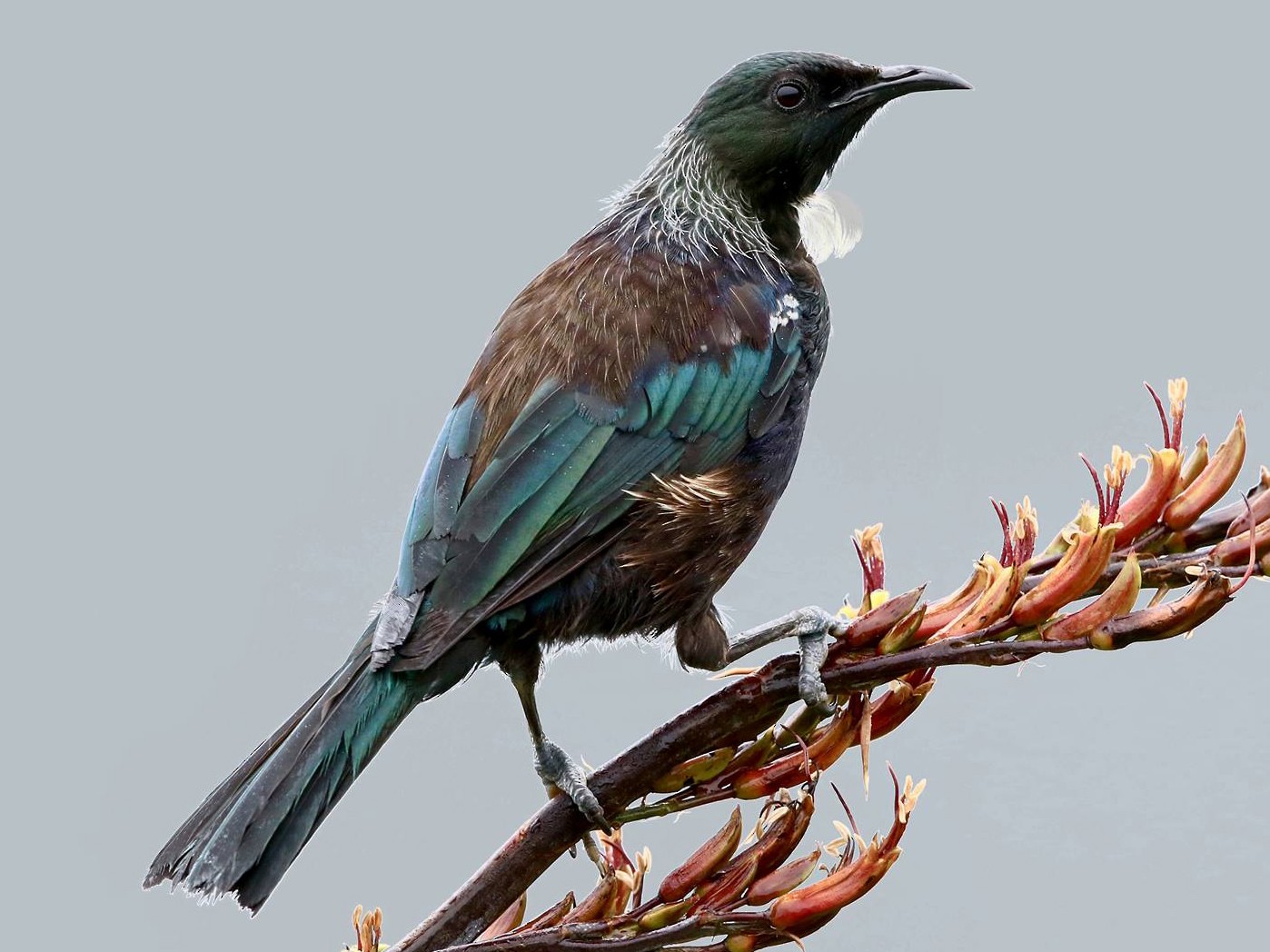 Tui Birds: Facts And Culture Nature NZ, 41% OFF