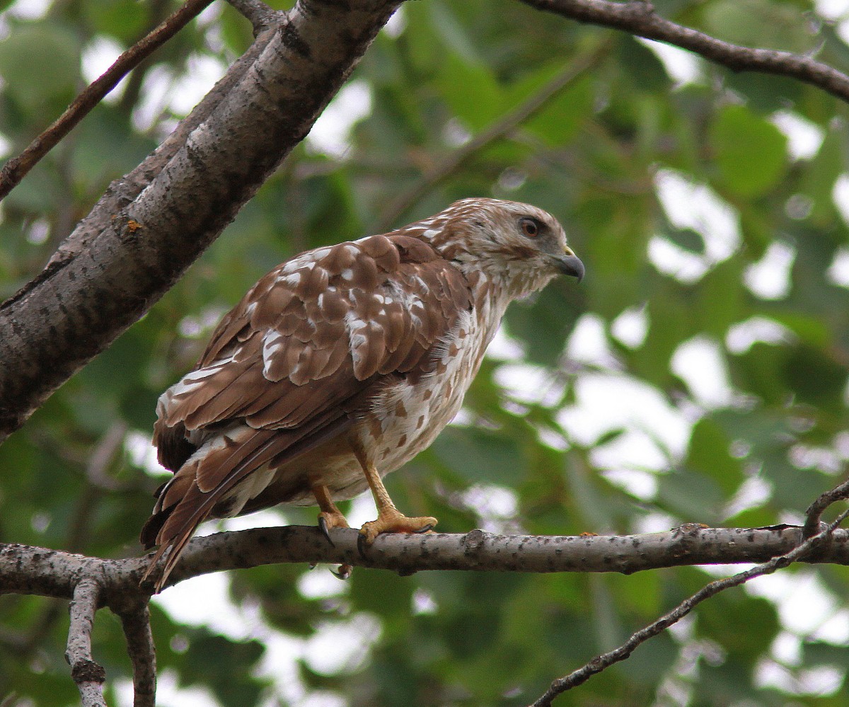 Broad-winged Hawk - Guy Poisson
