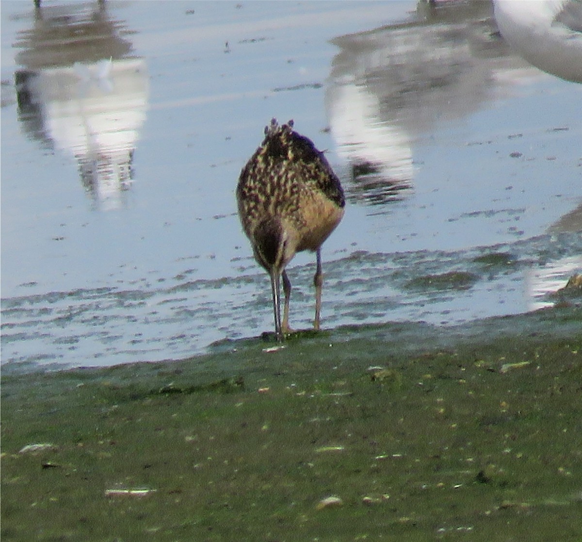 Long-billed Dowitcher - ML110163011