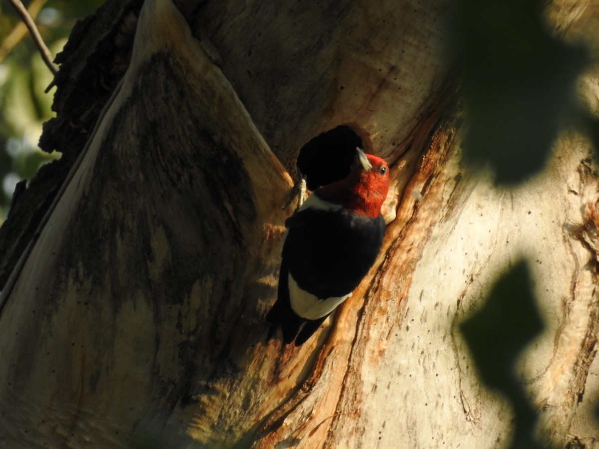 Red-headed Woodpecker - Alan Ketcham