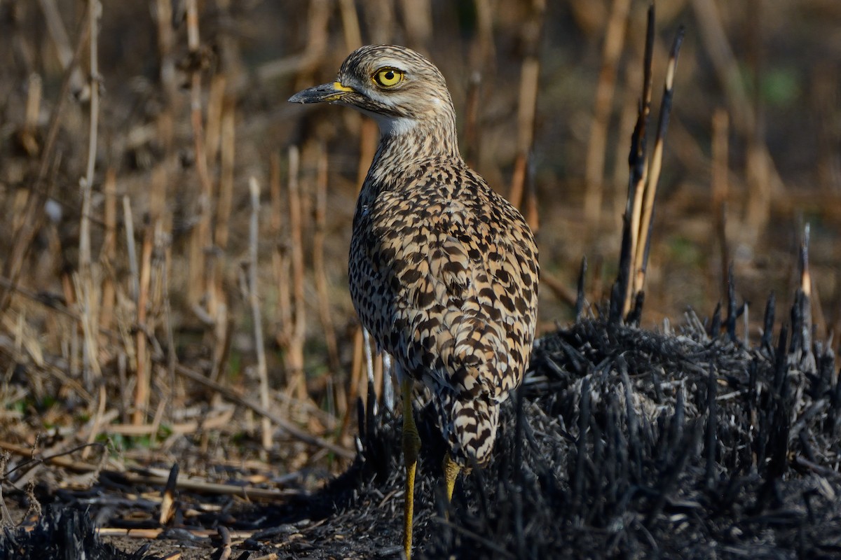 Spotted Thick-knee - Richard Gray