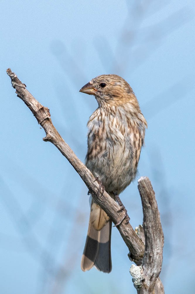 House Finch - Jared Keyes