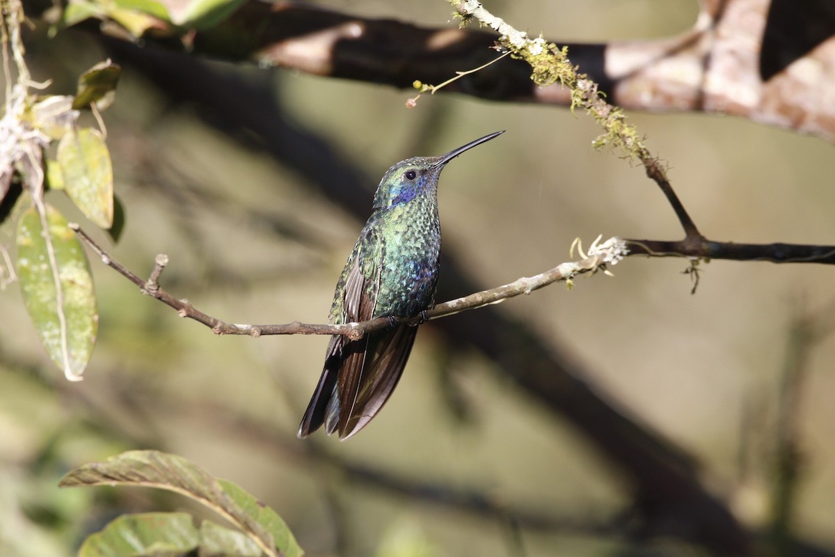 kolibřík modrolící - ML110168881