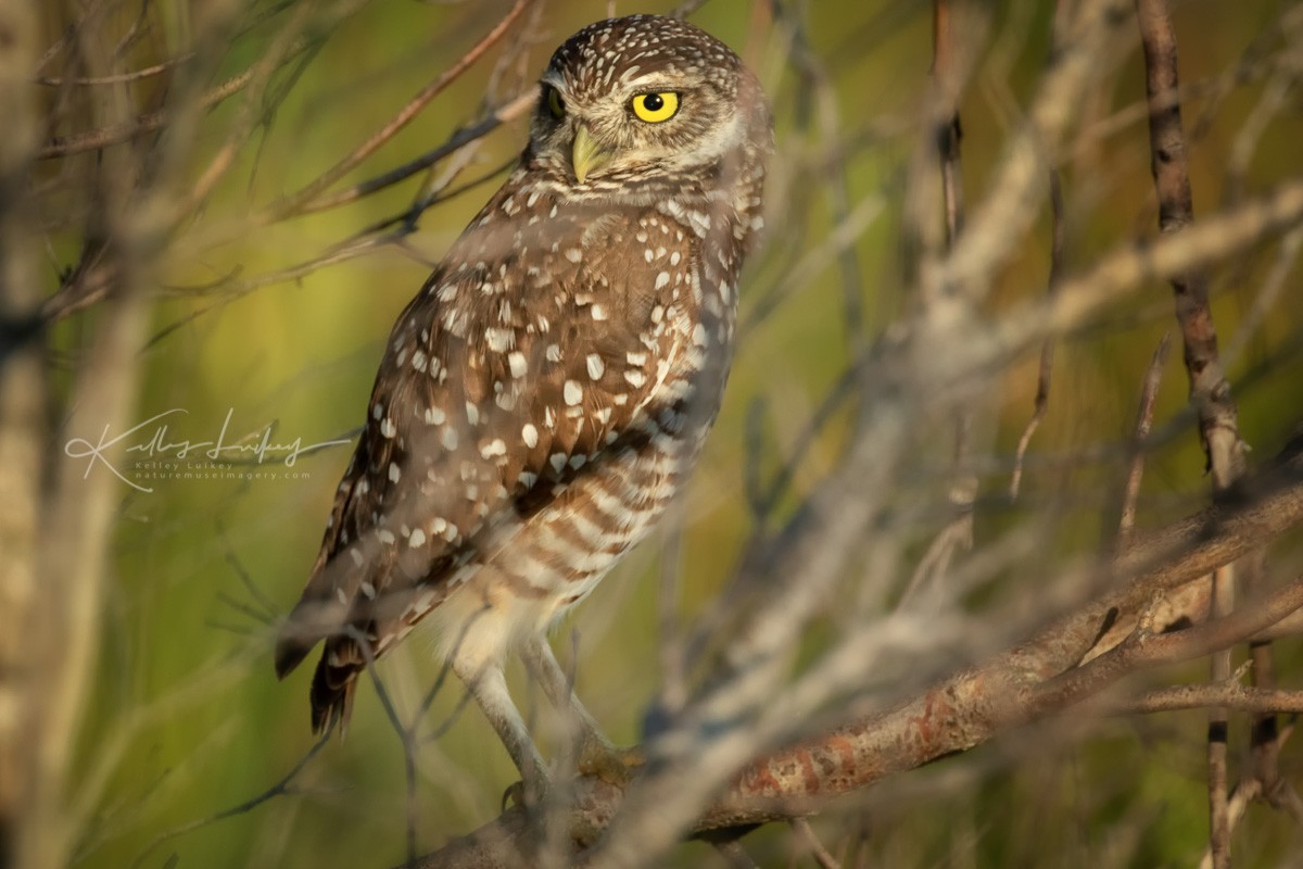 Burrowing Owl - Buddy Campbell