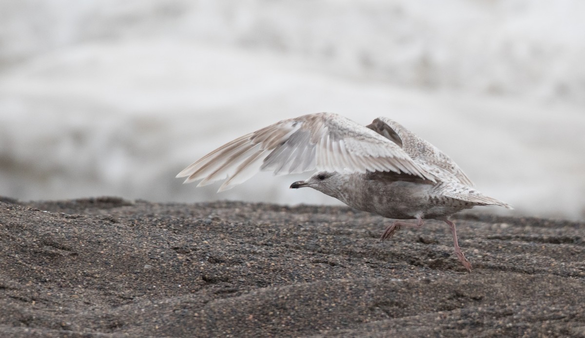 Iceland Gull (Thayer's) - Ian Davies