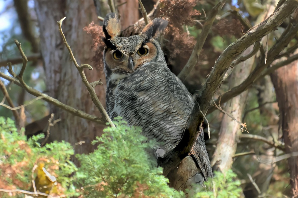 アメリカワシミミズク Virginianus グループ Ebird