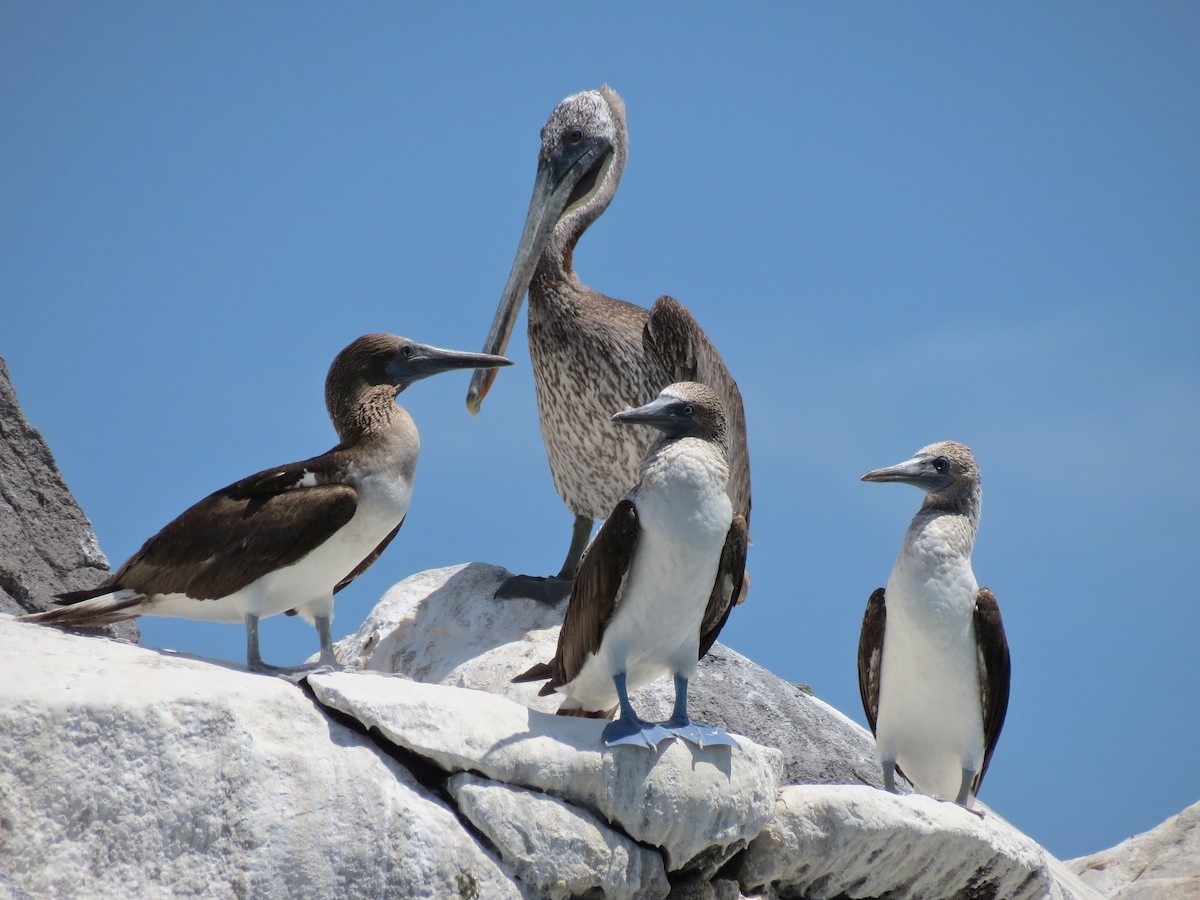 Blue-footed Booby - ML110178171