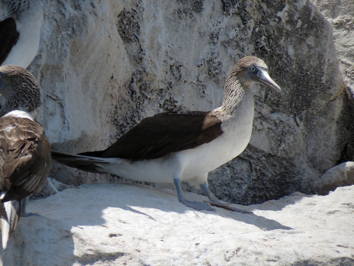 Blue-footed Booby - ML110178261