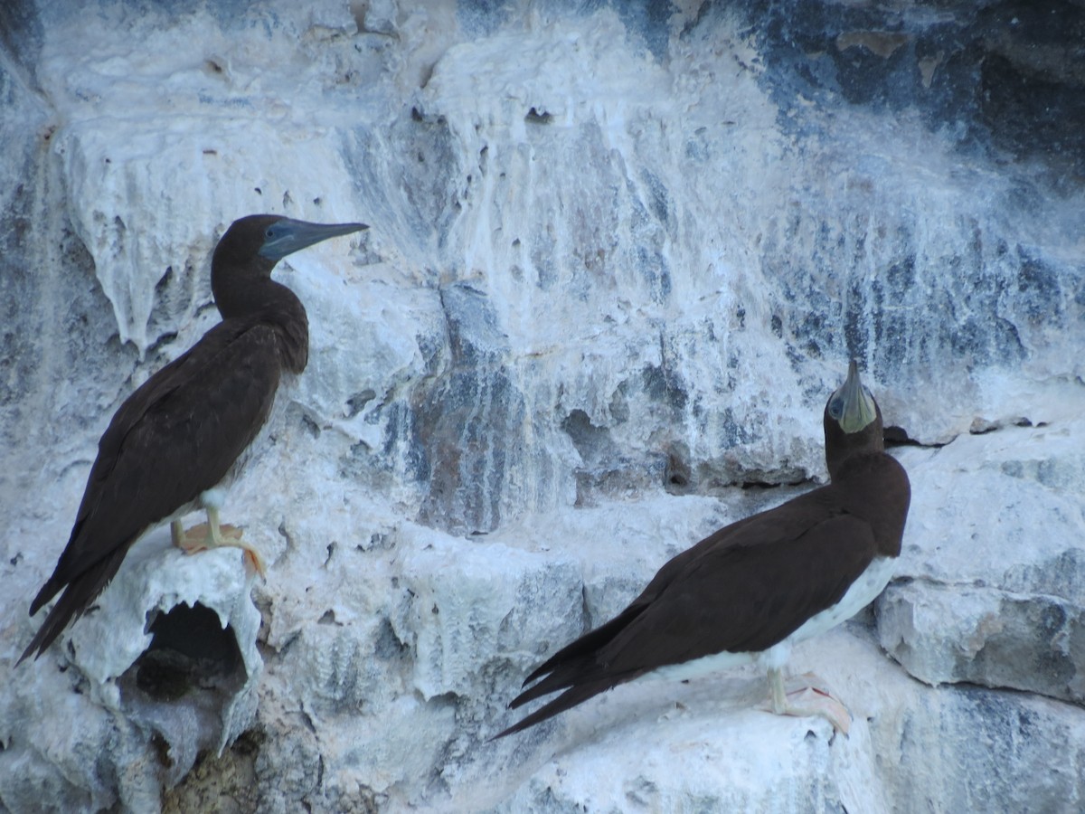 Brown Booby - ML110178301
