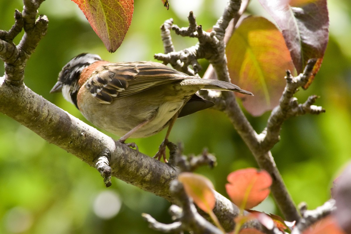 Rufous-collared Sparrow - ML110179591