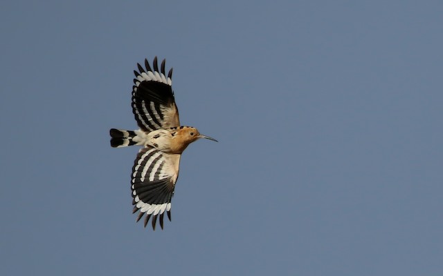 Bird flying. - Eurasian Hoopoe (Eurasian) - 