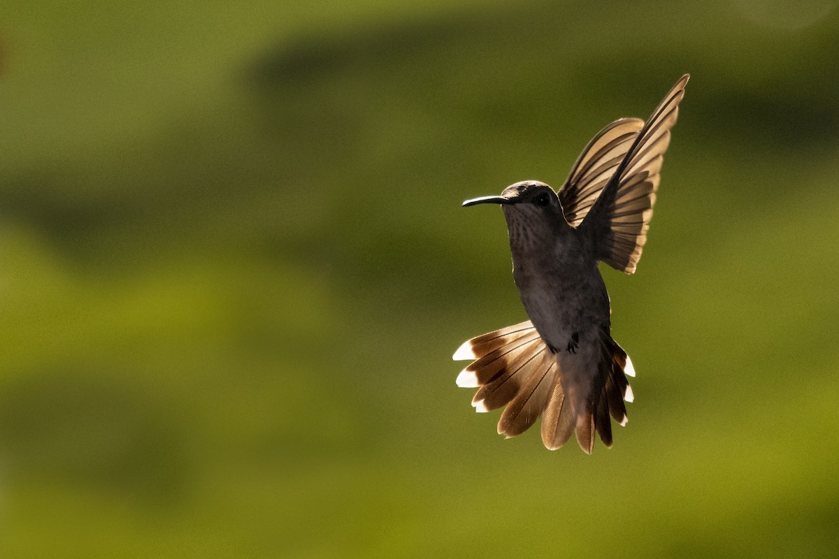 Black-chinned Hummingbird - ML110185801