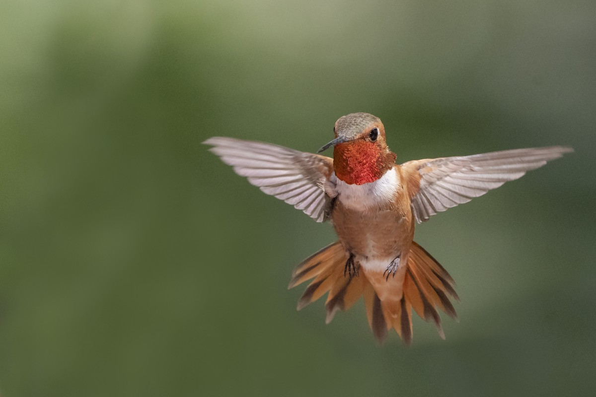 Rufous Hummingbird - ML110186141