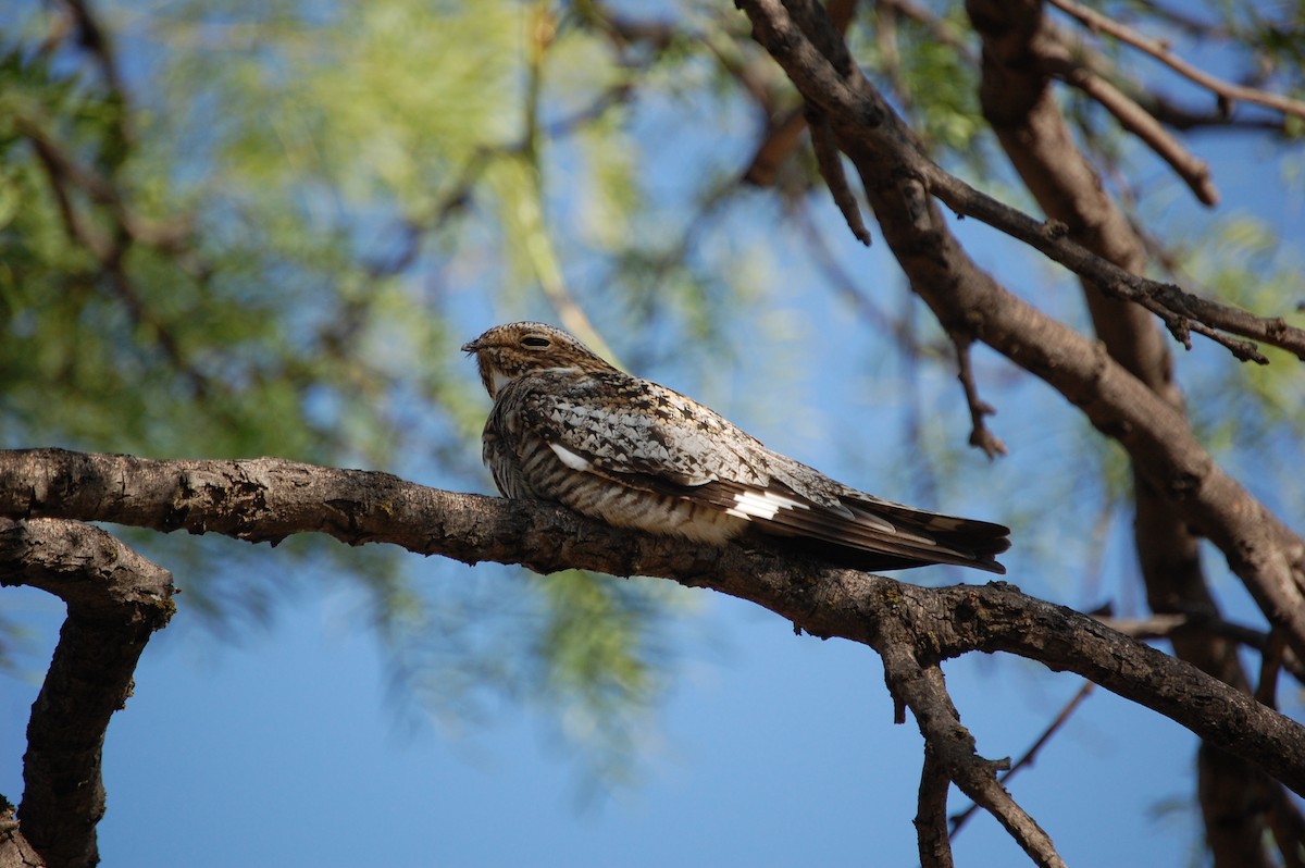 Common Nighthawk - Stephine Lacey