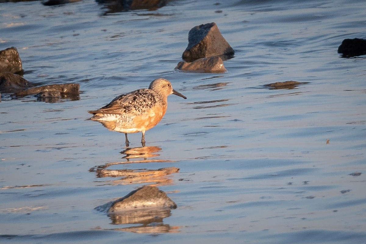 Red Knot - Travis Mahan