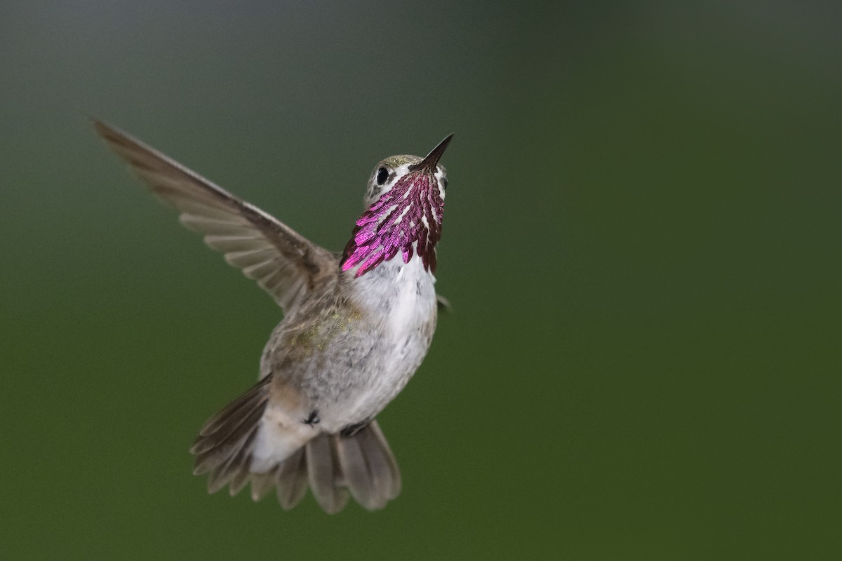 Calliope Hummingbird - Bryan Calk
