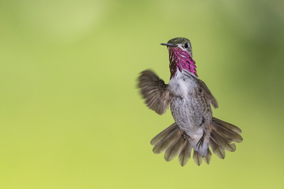 Calliope Hummingbird - ML110186821