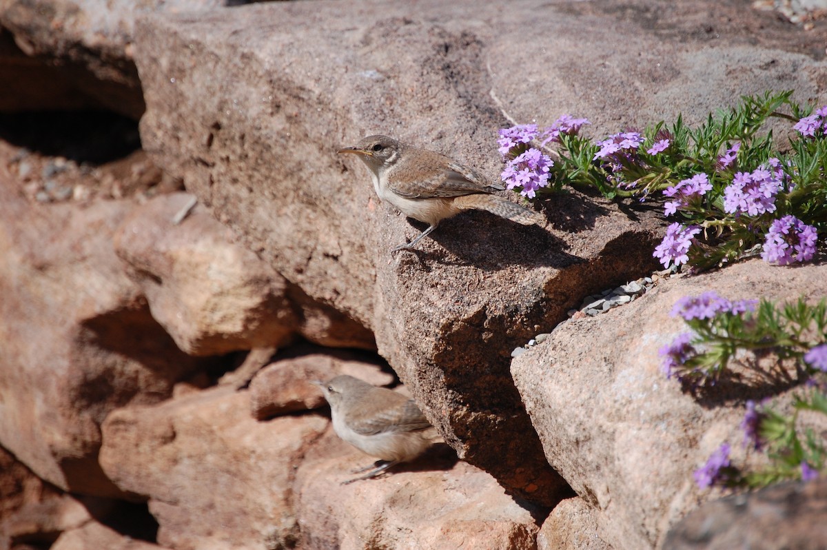 Rock Wren - Stephine Lacey