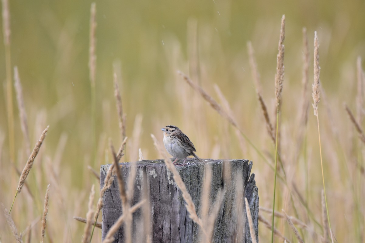 LeConte's Sparrow - Ryne Rutherford